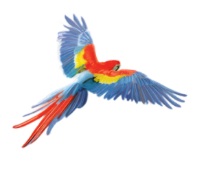 right-bird